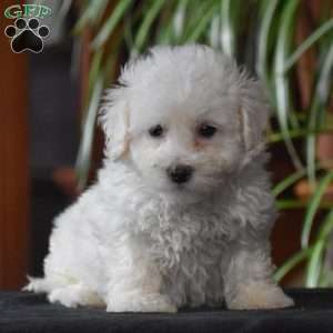 Cody, Bichon Frise Puppy